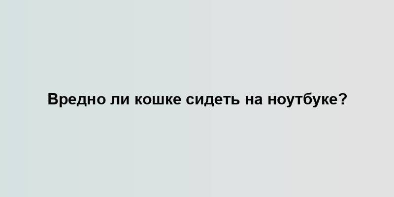 Вредно ли кошке сидеть на ноутбуке?