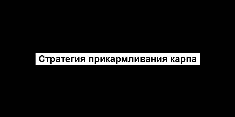 Стратегия прикармливания карпа